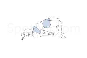 Bridge pose (Setu Bandha Sarvangasana) instructions, illustration and mindfulness practice. Learn about preparatory, complementary and follow-up poses, and discover all health benefits. https://spotebi.com/exercise-guide/bridge-pose/